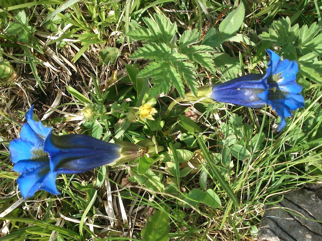 B&B La Genzianella Perarolo di Cadore Dış mekan fotoğraf